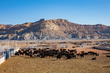 Sunny view of a farm with many cows