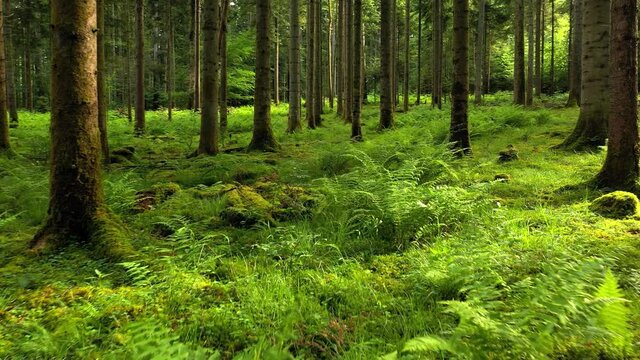 Flying above mossy ground in the sunny morning forest. Dreamy relaxing movement above green woods floor with fern plants. 