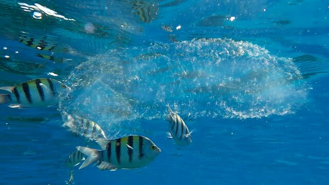 Colonial Pyrosoma Tunicates free-floating with school of fish on blue water in sunrays. Pyrosomes, colony hundreds to thousands individuals called zooids, cloned from one egg and bound together. 
 