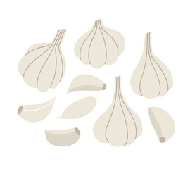 Vector illustration of garlic and a clove of garlic. Set of garlic isolated on white background. Hand-drawn. Illustration of vegetables. Suitable for illustrating healthy eating, recipes, local farm. - obrazy, fototapety, plakaty