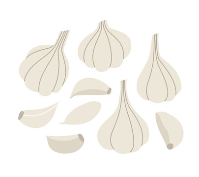 Vector illustration of garlic and a clove of garlic. Set of garlic isolated on white background. Hand-drawn. Illustration of vegetables. Suitable for illustrating healthy eating, recipes, local farm.