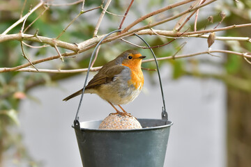 European robin (Erithacus rubecula) perched on pot filled with bird food in the garden in autumn