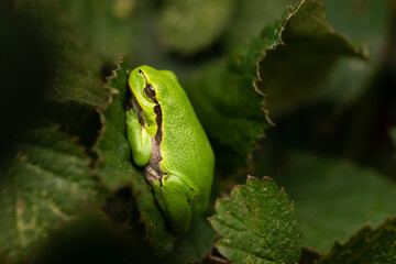 European tree frog resting on a green blackberry leaf with green background