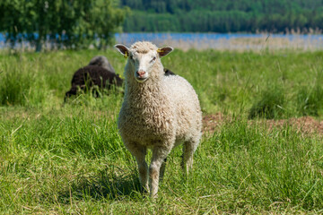 Naklejka na ściany i meble Sweet white sheep standing in a lush green field in sunlight, looking curiously into the camera