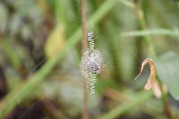 close up of a flower