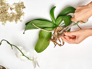 Woman transplanting orchid at home