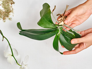 Woman transplanting orchid at home