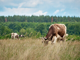 Obraz premium Cows on a green field.