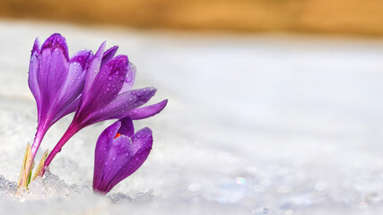 Crocuses - blooming purple flowers making their way from under the snow in early spring, closeup