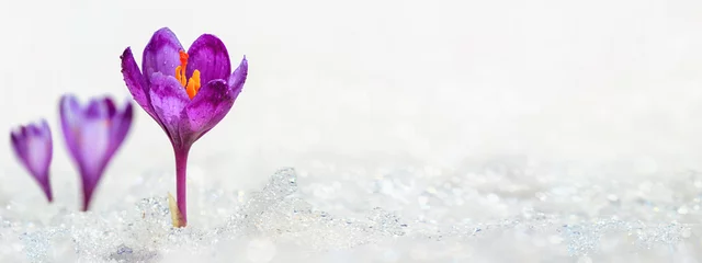 Keuken spatwand met foto Crocuses - blooming purple flowers making their way from under the snow in early spring, closeup with space for text, banner © rustamank
