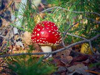 Fly agaric in the autumn forest.