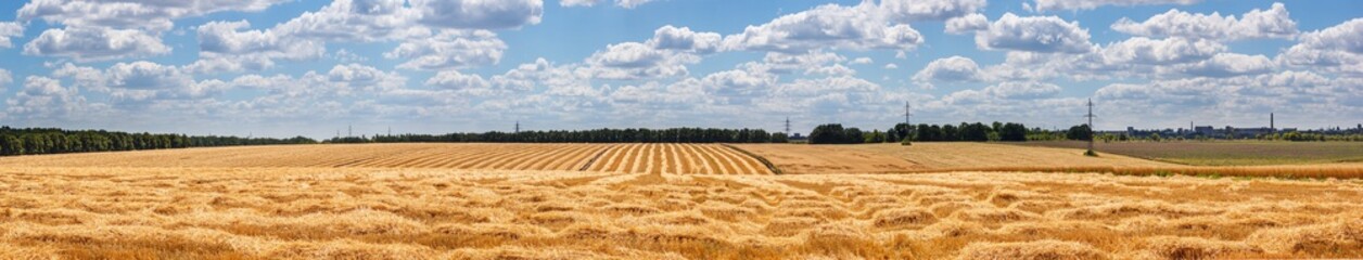 Harvested wheat field in the rays of the summer sun. Wheat harvest end concept. Rural scenery,...