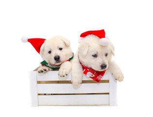 christmas puppies on isolated background