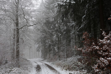 Obraz premium Foggy morning in a snowy winter forest
