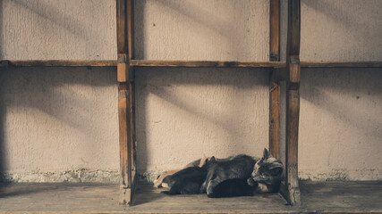 A stray mummy cat feeding her litter of kittens