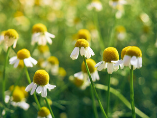 Chamomile flowers  in a garden.