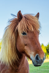 Portrait of a beautiful chestnut colored Icelandic horse standing outdoors in sunlight