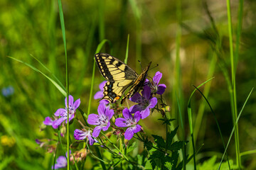 Swallowtail butterfly sitting on purple crane´s bill flowers, drinking nectar in the sunlight