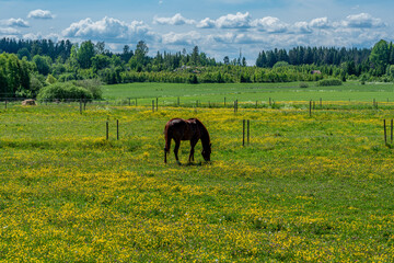 Fototapeta na wymiar View across yellow and green fields with a brown horse grazing in the summer sunlight