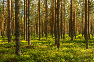 Well cared and lush green pine forest in sunlight and blueberry sprigs covering the forest floor
