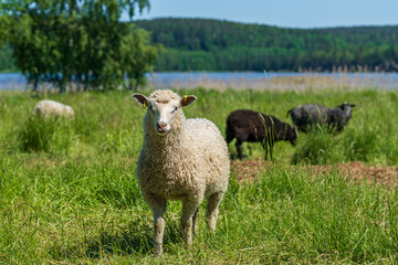 White sheep standing in a lush green field in sunlight, looking curiously into the camera