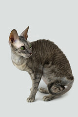 Gray cat with green eyes on a gray background sitting.