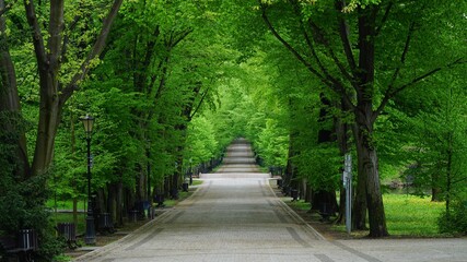 Parkowa aleja wśród drzew.