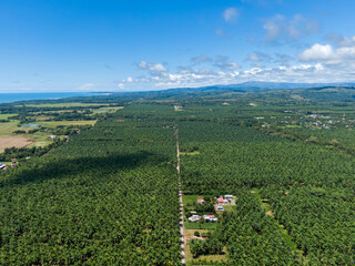 Obraz premium Beautiful aerial view of the African Palm tree with a rustic road in the middle in Costa Rica