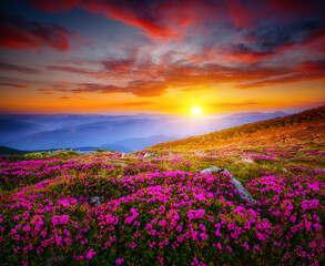 Attractive scene with flowering hills illuminated by the sunset.