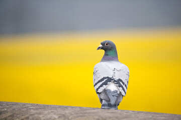 Racing Pigeon against a yellow oilseed rape background