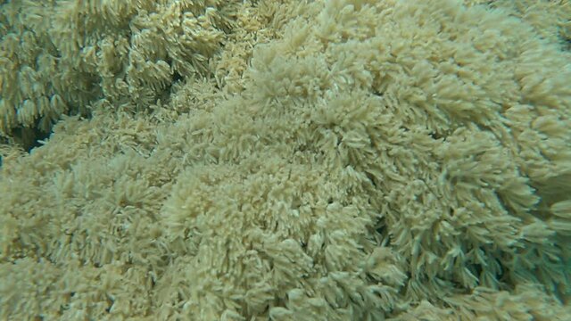 Details of the soft coral polips. Extreme close-up of the soft coral polips on the reef. Natural underwater background. Pom Pom Xenia or Pulse Coral (Xenia umbellata). Slow motion