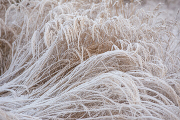 winter landscape, snow-covered forest, grass and trees in frost