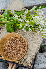 bouquet of white fresh flowering buckwheat. Food for raw food and vegans. Ingredient for healthy food for weight loss