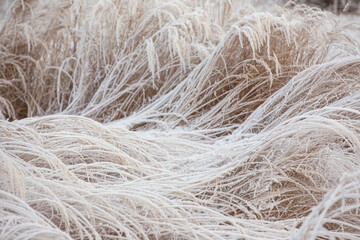 winter landscape, snow-covered forest, grass and trees in frost