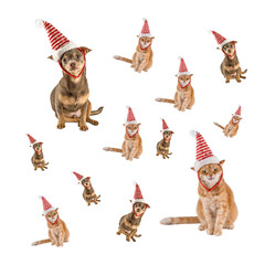 Cute chihuahua puppy and cat wearing santa claus hat. Festive New Year background. New Year's and Christmas. Cat. Dog. Isolate. Christmas pattern