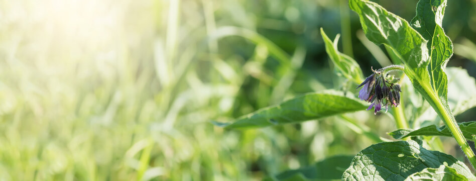 Symphytum officinale, other species of Symphytum, comfrey on meadow. Banner for medical sites. Soft focus