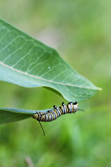 Monarch caterpillar crawling on a milkweed plant. Nature and wildlife in Ontario, Canada. 