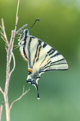 Old World swallowtail macro picture at the morning with dew drops