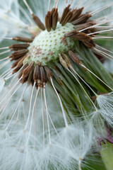 Naklejka na ściany i meble Close up of beautiful dandelion seeds
