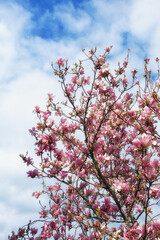 Spring. Flowers of  magnolia tree ( Magnolia soulangeana ) against sky