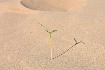 tree on sand