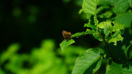 Odpoczywający motyl.