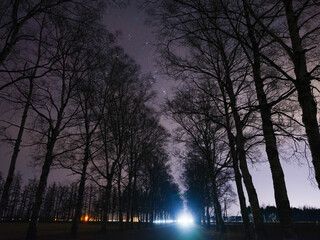 Fototapeta premium 夜の並木道