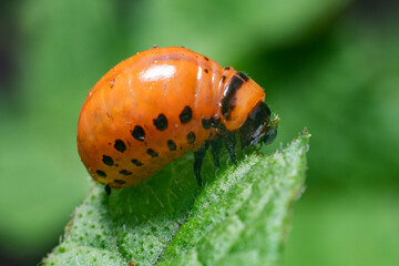 Colorado potato beetle larvae eats potato leaves, damaging agriculture