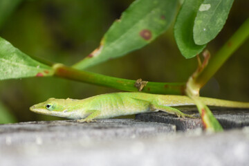 lizard on a leaf