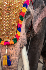 Decorated elephant at temple festival close up in Kerala, India © Mazur Travel