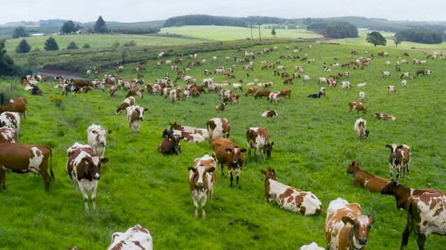 Aerial fly over view of a large group of Ayrshire dairy cows grazing in a field on a large scale dairy farm