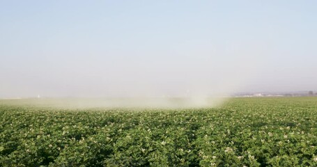 Front view of a crop duster flying low and spraying chemicals over vegetable crops