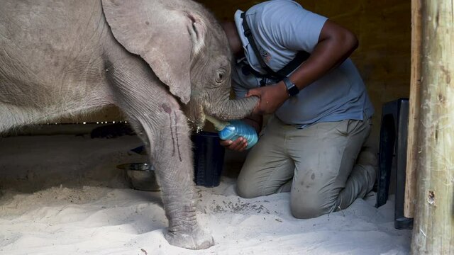 A caretaker at Elephant Havens Wildlife Foundation, feeds a young orphan elephant calf with a bottle of milk, Botswana