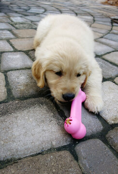 Golden Retriever Puppy With A Bone Shaped Chew Toy Filled With Treats